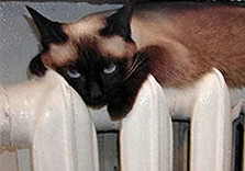 кошка батарея