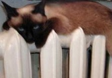 кот на батарее