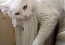 кот лежит на батарее