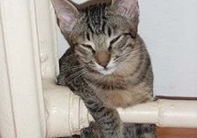 кот на батарее