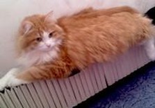 рыжий кот лежит на батарее