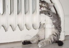 Кот на батарее