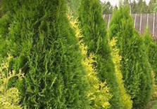 деревья на красношкольной набережной