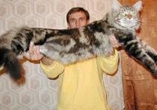кот очень большой