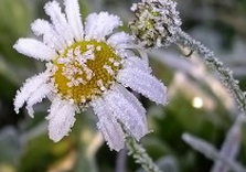 заморозки