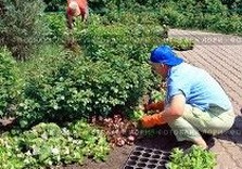 озеленители