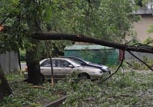 ураган дерево