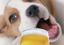 собака, пиво