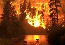 лесногй пожар