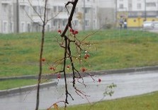 погода