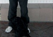собака ищет наркотики