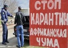 африканская чума свиней
