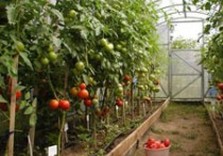 тепличный комплекс