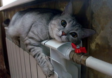 кот на батарее