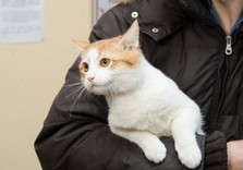 кот