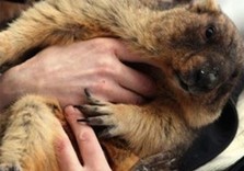 сурок тимка второй харьков