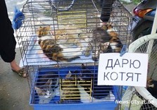 котята