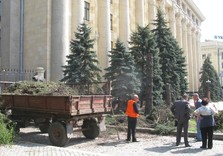 ели