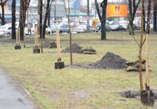 посади дерево