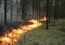 лес пожар