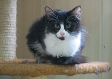 животные