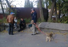 львенок