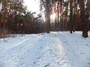 Григоровский бор