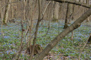 Харьковский лес в апреле