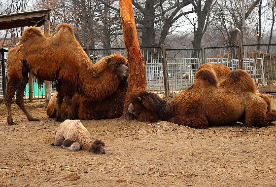 В харьковском зоопарке родился верблюжонок. ФОТО