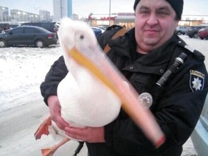 Пеликан пробыл на улице как минимум 10 дней
