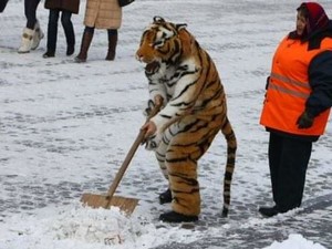 А за уборку снега взялся тигр