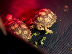 В экопарке живет 16 шпороносных черепах