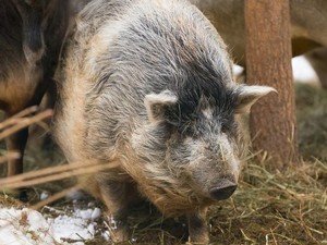 Кабан весит около 150 килограммов